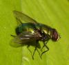 Lucilia sp.